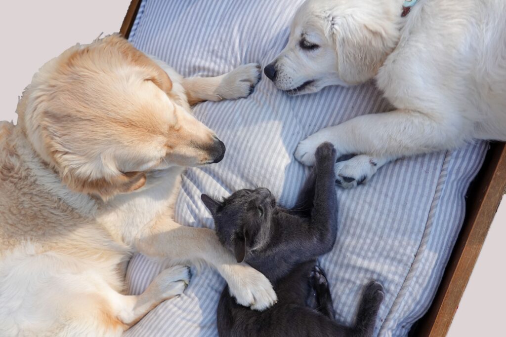 seguro para perro o gato