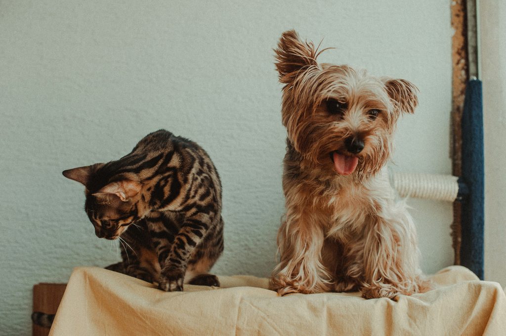 precio seguro mascota edad raza