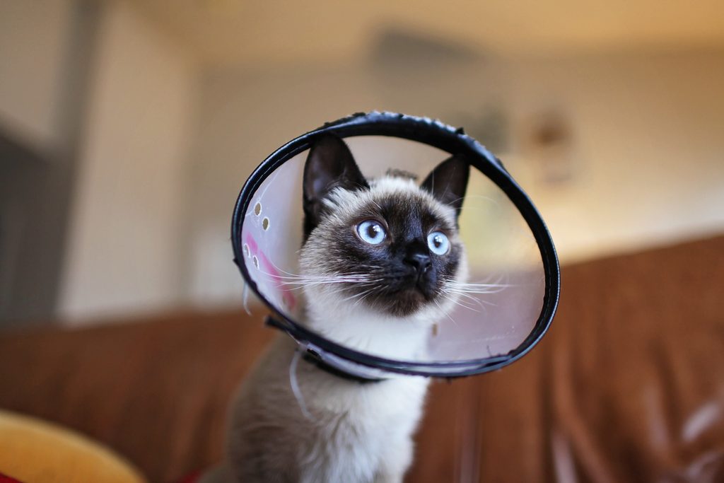 seguro para perro o gato