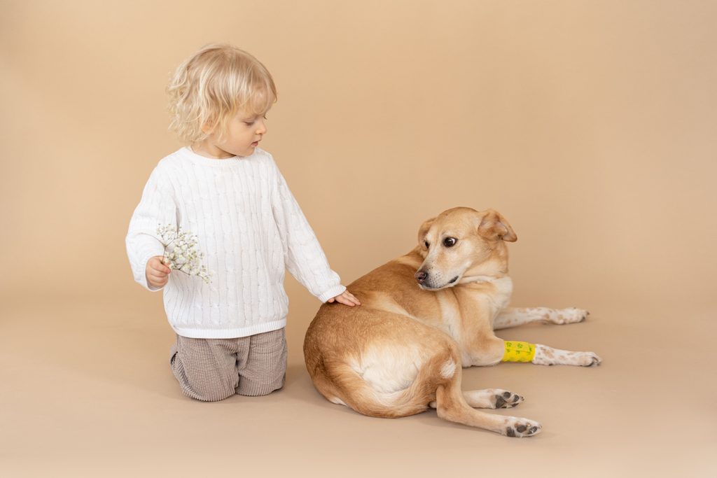 Guía básica sobre seguros de mascotas