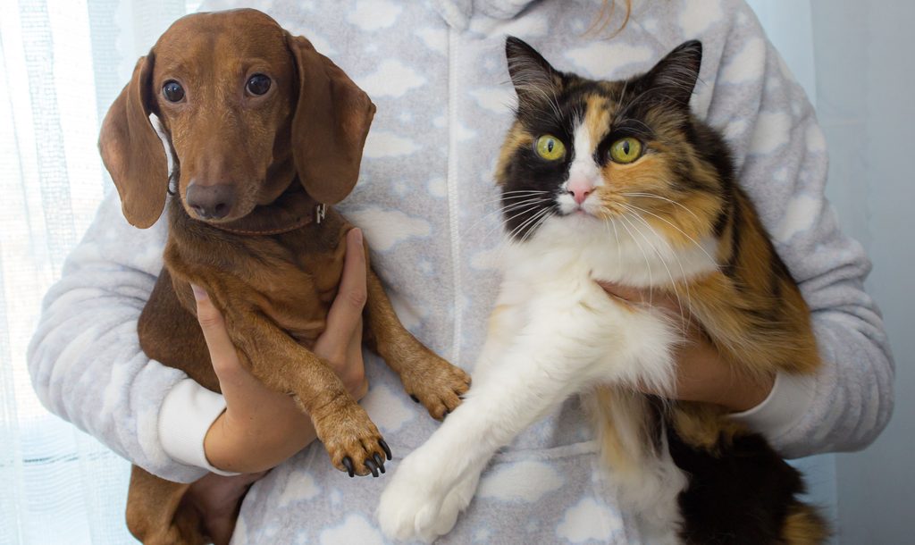 seguro para perro o gato
