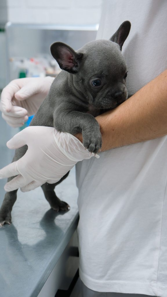 Seguro veterinario vs RC