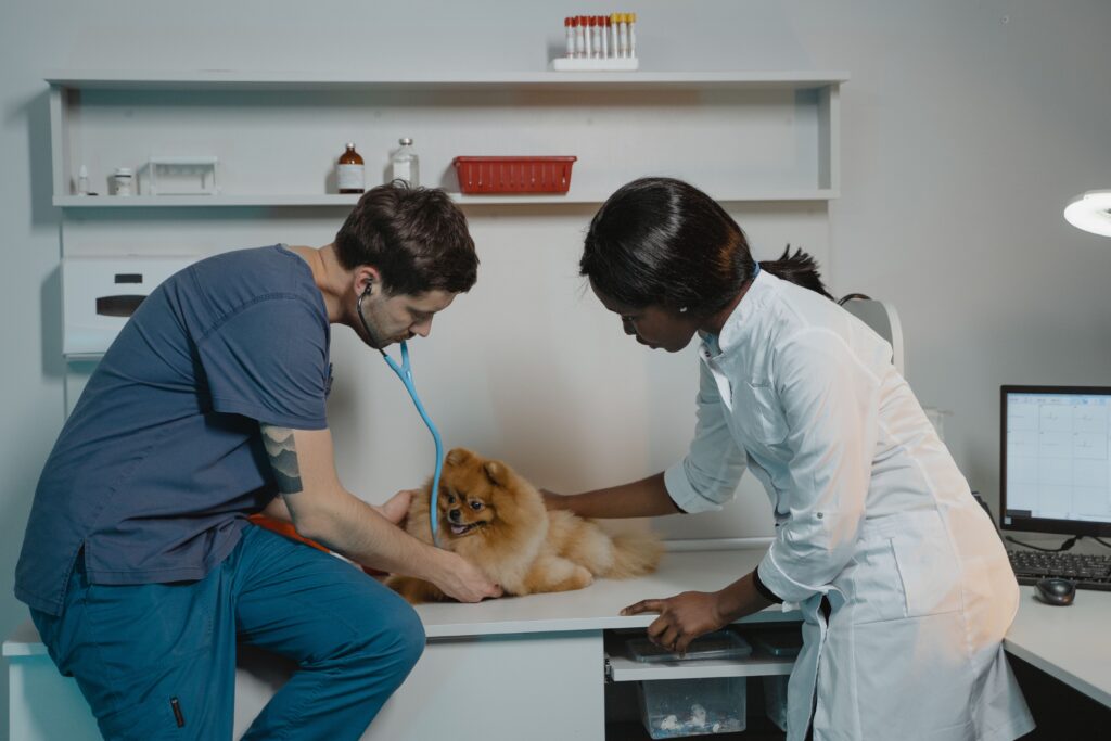 cáncer en perros y seguro de mascota
