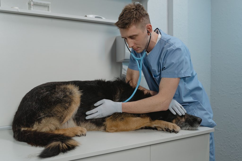cáncer en perros y seguro de mascota