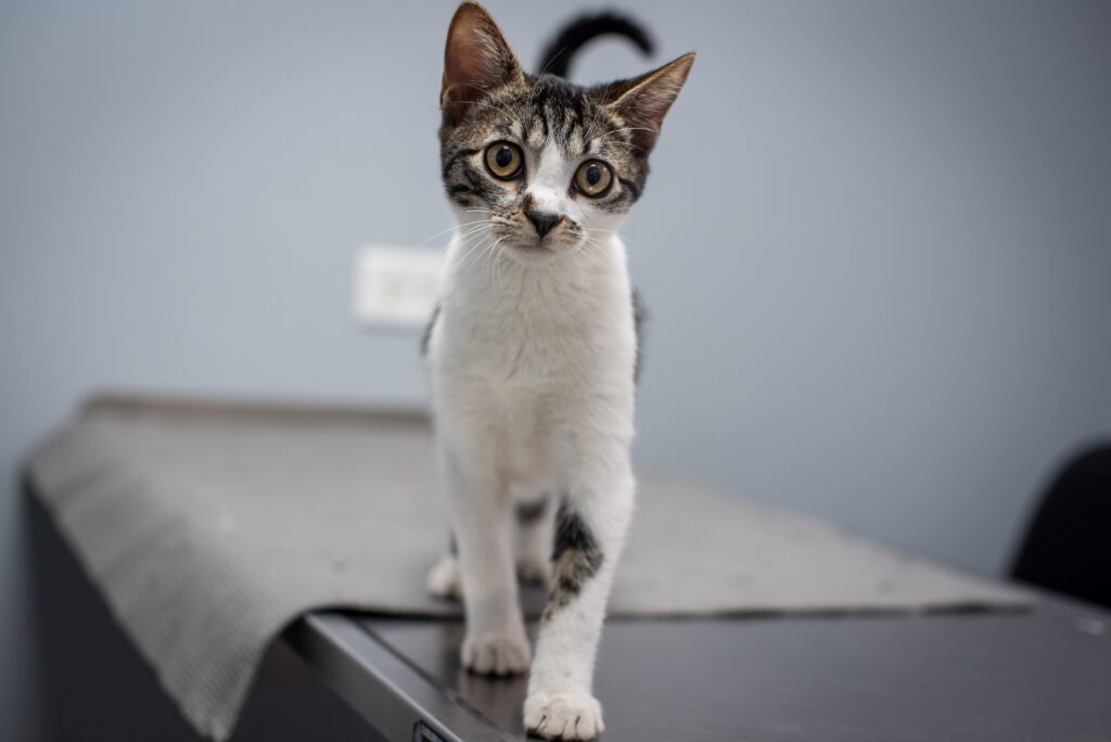 seguro de mascota y esterilización