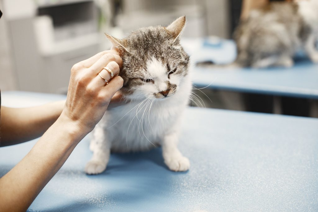 seguro de mascota y esterilización
