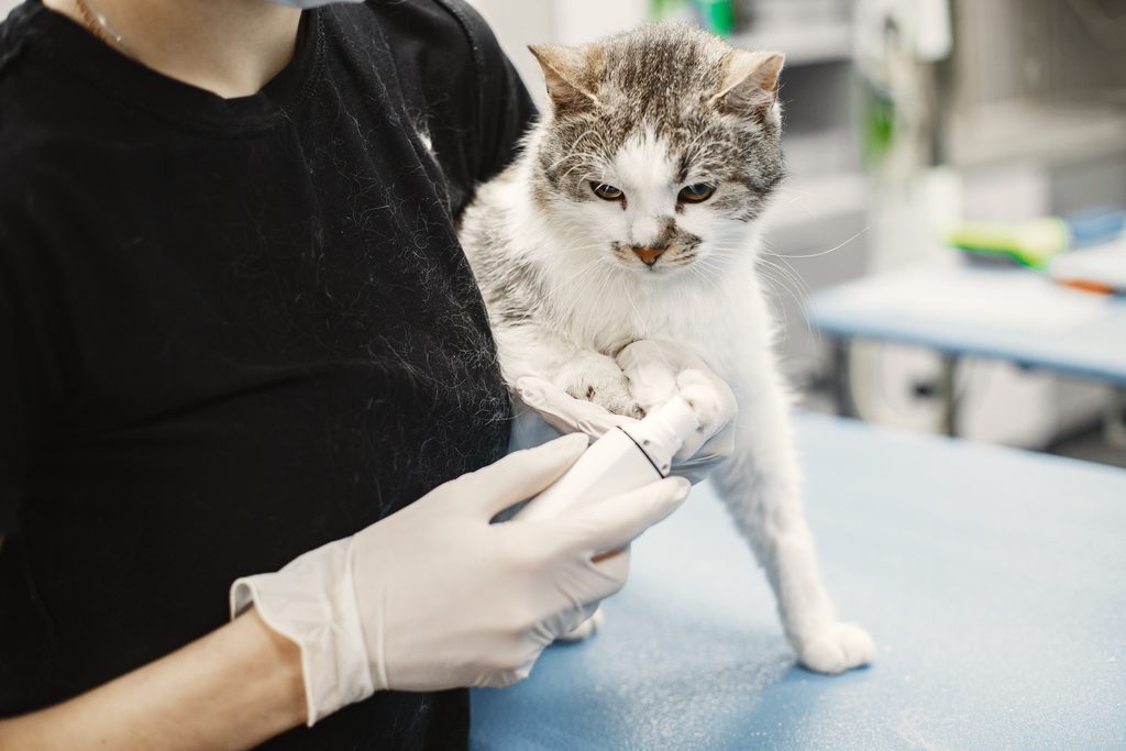 seguro de mascota y esterilización