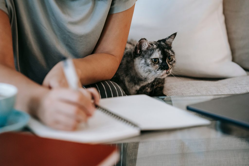 calculadora orientativa de seguro de mascota