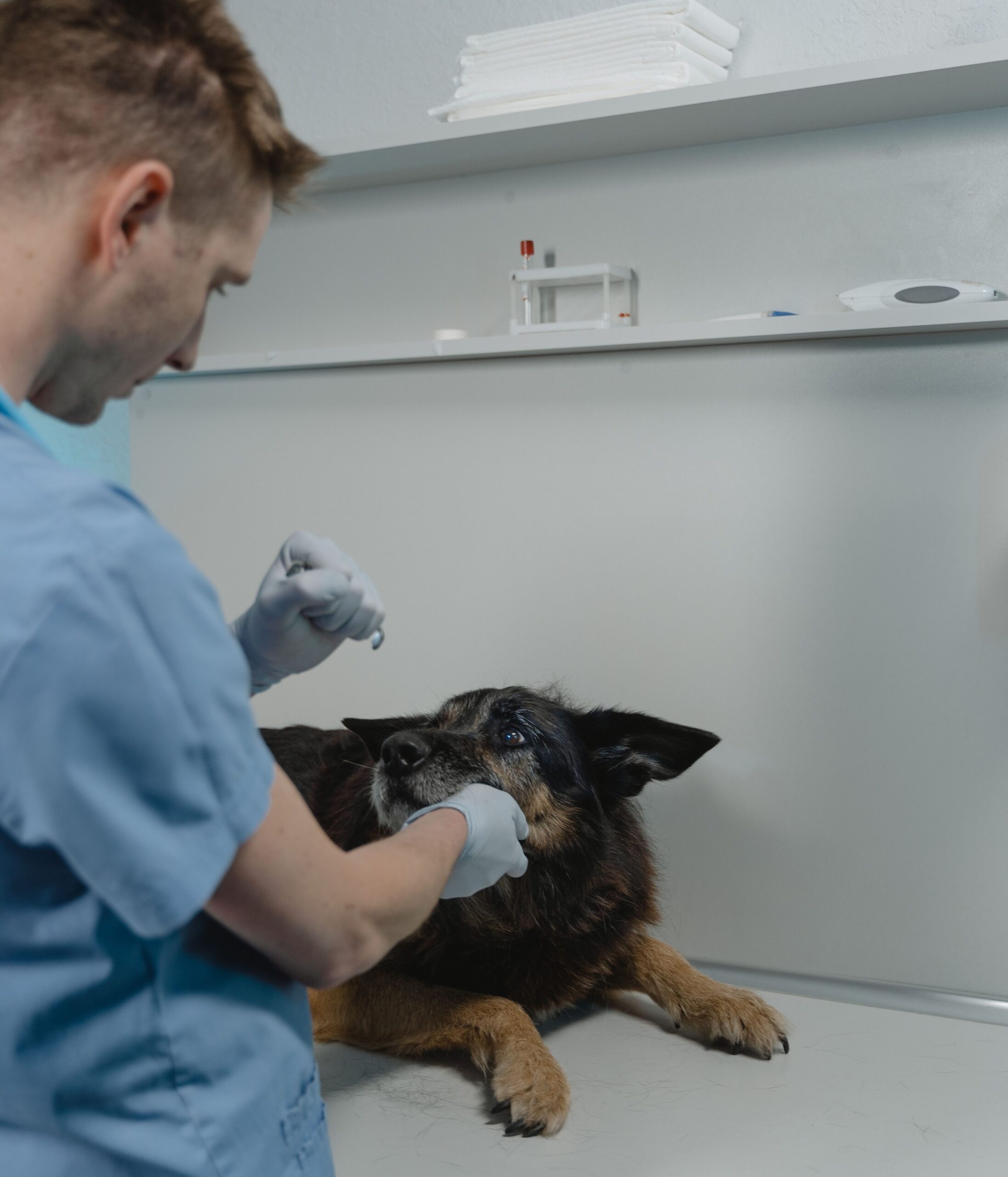 cómo elegir el mejor seguro para tu mascota