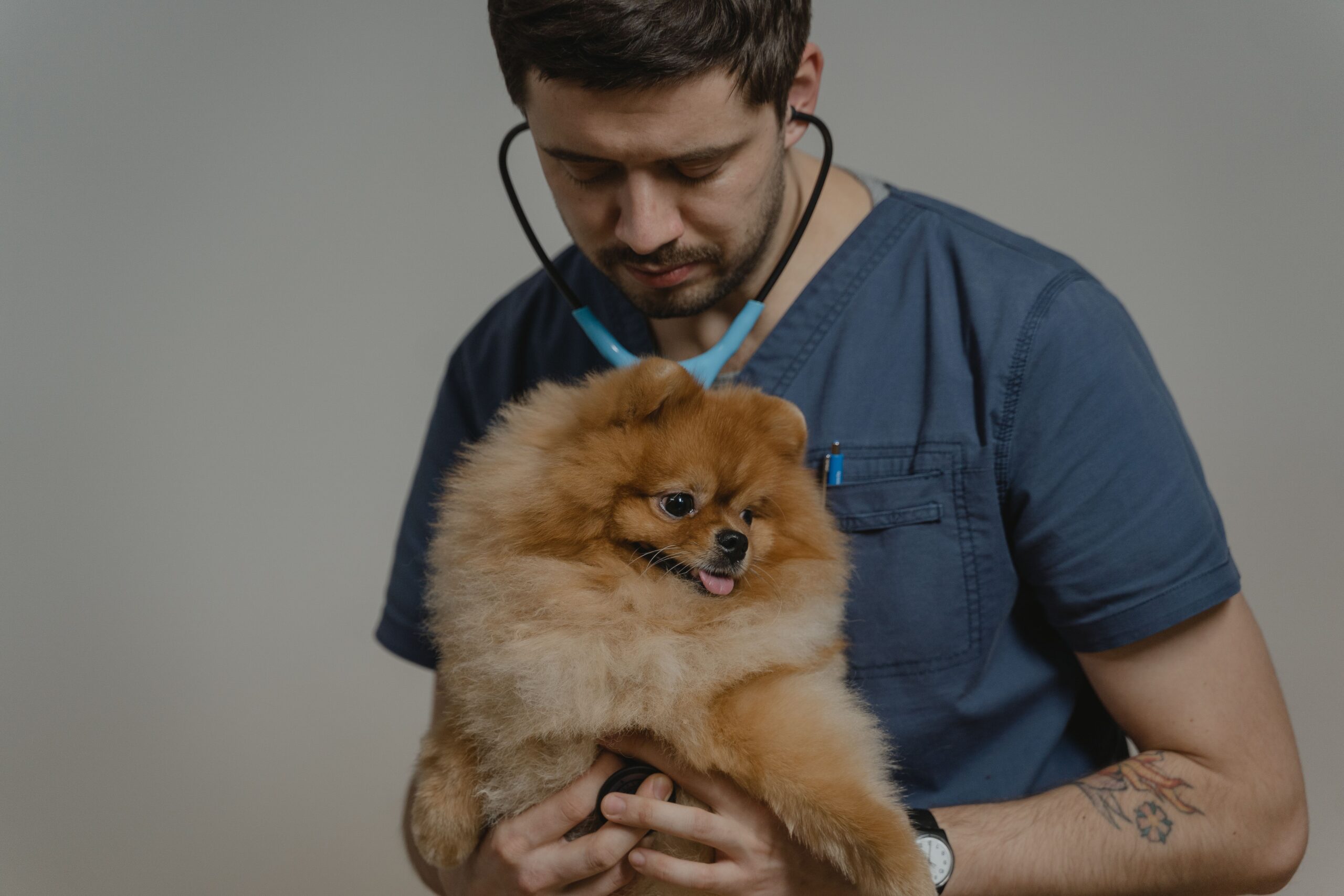 enfermedades preexistentes seguro de mascotas