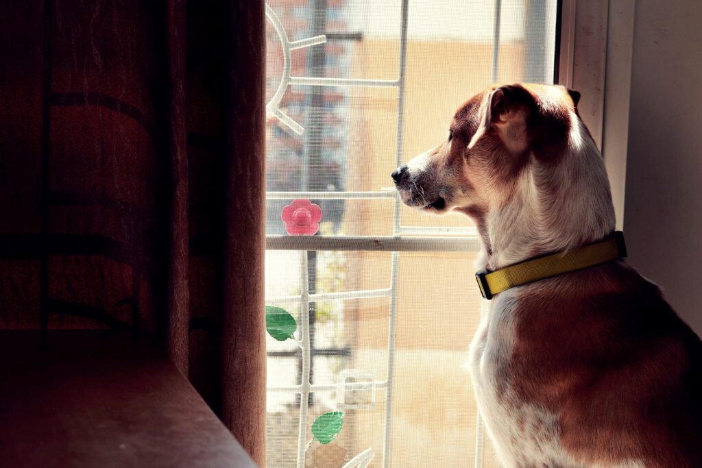 carencias y periodos de espera en seguros de mascotas