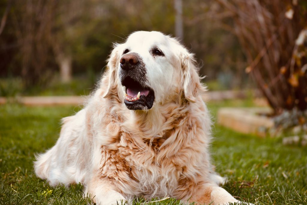 a qué edad es más barato asegurar a tu mascota