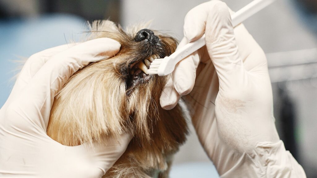 salud dental en mascotas