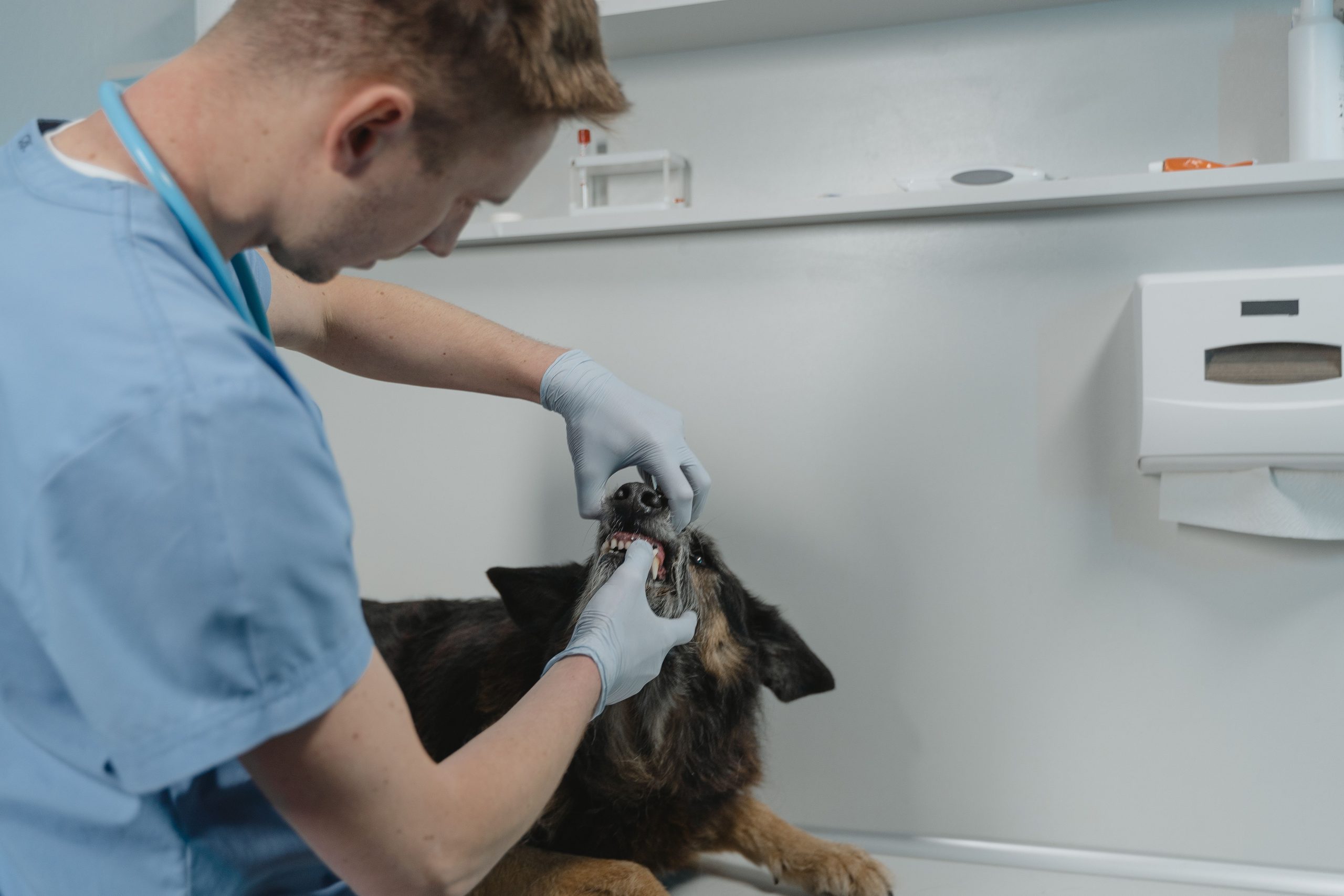 salud dental en mascotas